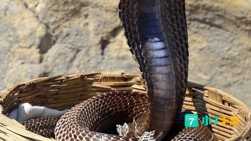 眼镜蛇鳞片