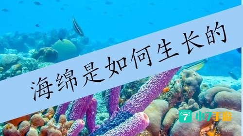 海洋里的海绵是植物还是动物