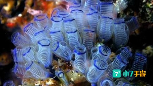 海洋里的海绵是植物还是动物