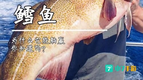 石鳞鳕鱼